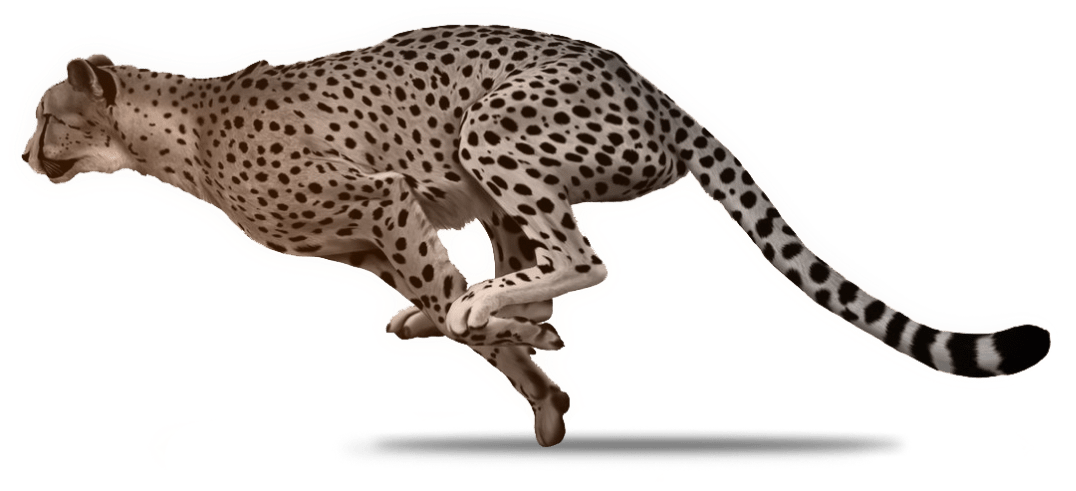 Cheetah picture